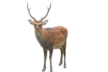 Sika Deer (Cervus nippon) Isolated on a White Background with Copy Text Space. Wildlife Animal Element for Nature Posters, Zoology Themes, and Educational Designs. PNG File