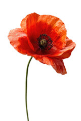 Vibrant red poppy, close-up.  Detailed petals, slender stem.  Dark background