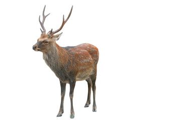 Sika Deer (Cervus nippon) Isolated on a White Background with Copy Text Space. Wildlife Animal...