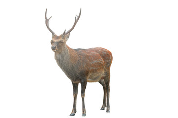 Sika Deer (Cervus nippon) Isolated on a White Background with Copy Text Space. Wildlife Animal Element for Nature Posters, Zoology Themes, and Educational Designs. PNG File