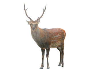 Sika Deer (Cervus nippon) Isolated on a White Background with Copy Text Space. Wildlife Animal Element for Nature Posters, Zoology Themes, and Educational Designs. PNG File