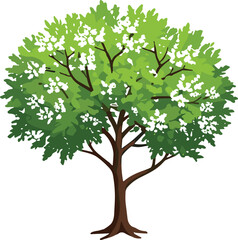 Obraz premium Deciduous tree with green leaves and white flowers, spring blossom, botanical illustration, nature background, healthy foliage, seasonal plant, floral landscape