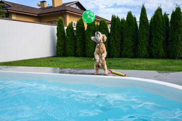 Golden cocker spaniel jumping to catch green ball by pool.