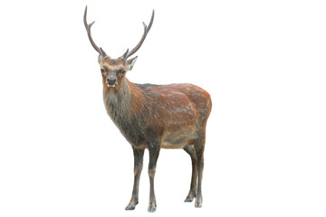 Sika Deer (Cervus nippon) Isolated on a White Background with Copy Text Space. Wildlife Animal...