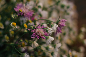 a vertical selective focus shot of flowers and greenery