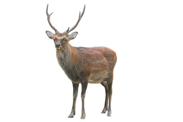 Sika Deer (Cervus nippon) Isolated on a White Background with Copy Text Space. Wildlife Animal Element for Nature Posters, Zoology Themes, and Educational Designs. PNG File