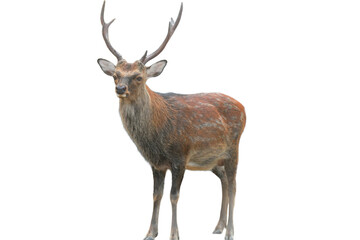 Sika Deer (Cervus nippon) Isolated on a White Background with Copy Text Space. Wildlife Animal Element for Nature Posters, Zoology Themes, and Educational Designs. PNG File