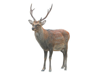 Sika Deer (Cervus nippon) Isolated on a White Background with Copy Text Space. Wildlife Animal Element for Nature Posters, Zoology Themes, and Educational Designs. PNG File