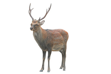 Sika Deer (Cervus nippon) Isolated on a White Background with Copy Text Space. Wildlife Animal Element for Nature Posters, Zoology Themes, and Educational Designs. PNG File
