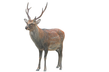 Sika Deer (Cervus nippon) Isolated on a White Background with Copy Text Space. Wildlife Animal Element for Nature Posters, Zoology Themes, and Educational Designs. PNG File