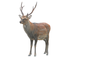 Sika Deer (Cervus nippon) Isolated on a White Background with Copy Text Space. Wildlife Animal Element for Nature Posters, Zoology Themes, and Educational Designs. PNG File