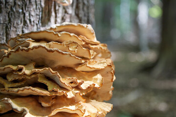 Laetiporus, Sulphur polypore, large mushroom on a tree, hen of the woods