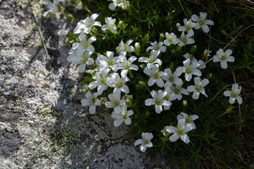 Saxifraga hypnoides flowers blooming in the mountains