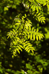 Selby North Yorkshire August 28th 2025 Brayton Barff woodlands on a late summers evening with sunlight streaming through the trees
