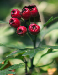 Wild red berries on a tree in a wood in the UK