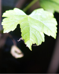 An isolated leaf in a woodland setting on a late summers day in august in the UK