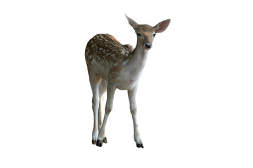Fawn of a Fallow Deer (Dama dama) Isolated on a White Background with Copy Text Space. Adorable Young Deer Element for Wildlife Posters, Zoology Themes, and Nature-Inspired Designs. PNG File