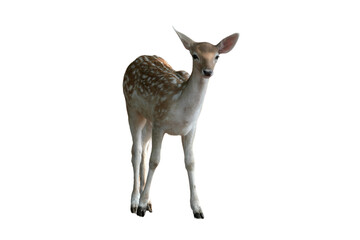 Fawn of a Fallow Deer (Dama dama) Isolated on a White Background with Copy Text Space. Adorable Young Deer Element for Wildlife Posters, Zoology Themes, and Nature-Inspired Designs. PNG File