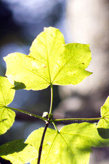 An isolated leaf in a woodland setting on a late summers day in august in the UK