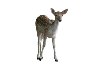 Fawn of a Fallow Deer (Dama dama) Isolated on a White Background with Copy Text Space. Adorable Young Deer Element for Wildlife Posters, Zoology Themes, and Nature-Inspired Designs. PNG File
