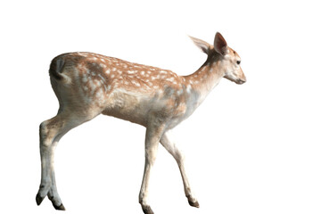 Fawn of a Fallow Deer (Dama dama) Isolated on a White Background with Copy Text Space. Adorable Young Deer Element for Wildlife Posters, Zoology Themes, and Nature-Inspired Designs. PNG File