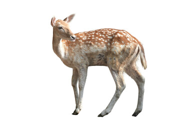 Fawn of a Fallow Deer (Dama dama) Isolated on a White Background with Copy Text Space. Adorable Young Deer Element for Wildlife Posters, Zoology Themes, and Nature-Inspired Designs. PNG File