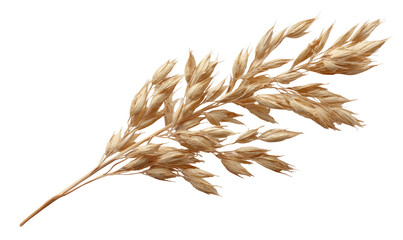 Dried grass sprig, light beige