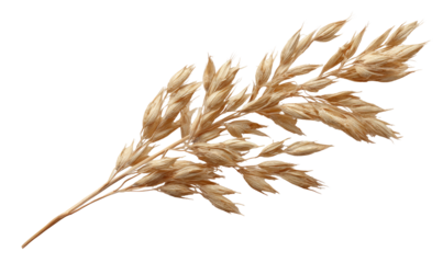 Dried grass sprig, light beige