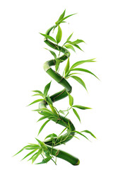 Obraz premium Intricate, spiraling bamboo plant, vibrant green