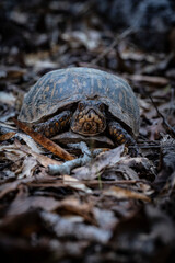 Eastern Box Turtle Walking In Leaves