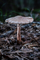 Mushroom with wide cap and stalk