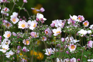 Fototapeta premium Anemone hupehensis variety japonica - perennial ornamental flower