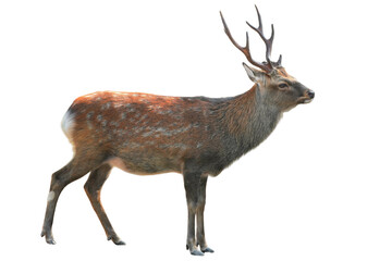 Sika Deer (Cervus nippon) Isolated on a White Background with Copy Text Space. Wildlife Animal Element for Nature Posters, Zoology Themes, and Educational Designs. PNG File