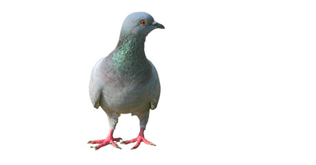 Feral Pigeon (Columba livia domestica) Isolated on a White Background with Copy Text Space. Urban Bird Element for Wildlife Posters, Ornithology Themes, and Nature-Inspired Designs. PNG File