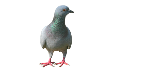 Feral Pigeon (Columba livia domestica) Isolated on a White Background with Copy Text Space. Urban Bird Element for Wildlife Posters, Ornithology Themes, and Nature-Inspired Designs. PNG File
