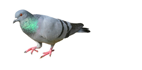 Feral Pigeon (Columba livia domestica) Isolated on a White Background with Copy Text Space. Urban Bird Element for Wildlife Posters, Ornithology Themes, and Nature-Inspired Designs. PNG File