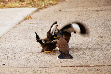 Australian Common Mynas (Acridotheres tristis) displaying aggressive behaviour