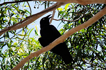 Australian Raven (Corvus coronoides)