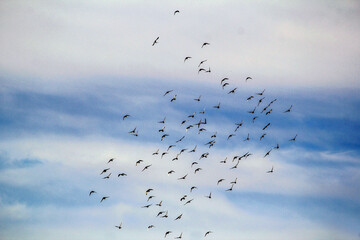 Flock of Rock Pigeons (Columba livia) flying in the sky