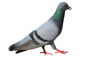 Feral Pigeon (Columba livia domestica) Isolated on a White Background with Copy Text Space. Urban Bird Element for Wildlife Posters, Ornithology Themes, and Nature-Inspired Designs. PNG File