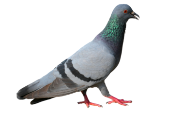 Feral Pigeon (Columba livia domestica) Isolated on a White Background with Copy Text Space. Urban Bird Element for Wildlife Posters, Ornithology Themes, and Nature-Inspired Designs. PNG File