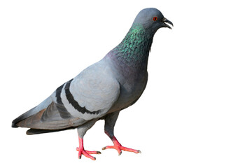 Feral Pigeon (Columba livia domestica) Isolated on a White Background with Copy Text Space. Urban Bird Element for Wildlife Posters, Ornithology Themes, and Nature-Inspired Designs. PNG File