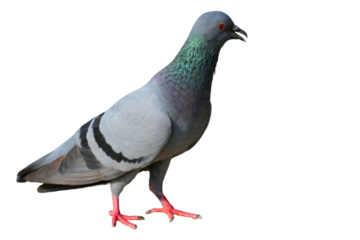 Feral Pigeon (Columba livia domestica) Isolated on a White Background with Copy Text Space. Urban Bird Element for Wildlife Posters, Ornithology Themes, and Nature-Inspired Designs. PNG File