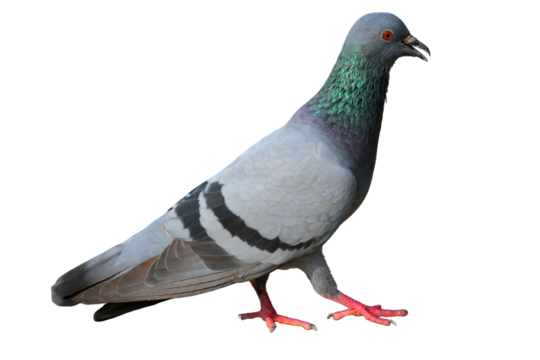 Feral Pigeon (Columba livia domestica) Isolated on a White Background with Copy Text Space. Urban Bird Element for Wildlife Posters, Ornithology Themes, and Nature-Inspired Designs. PNG File