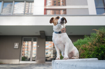 Jack Russell Terrier Dog Holding Apartment Keys. 