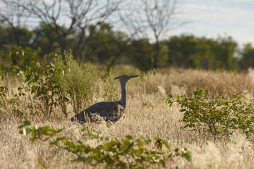 Riesentrappe (Ardeotis kori) im Etoscha Nationalpark in Namibia