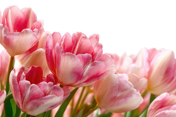 Fototapeta premium Close-up of a bouquet of pink and white tulips. Soft petals, varying shades of pink and white, create a beautiful floral display