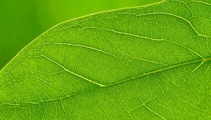 Obraz premium Leaf Vein Detail Close-Up