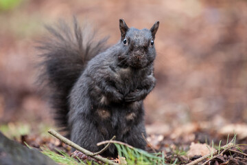 Close-up of a squirrel, taken in Stanley Park, Vancouver, directly in front of the aquarium.