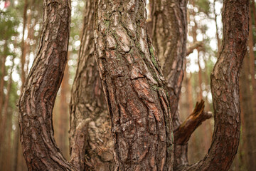 Fototapeta premium Close-up of textured pine bark with uniquely curved tree trunks in a natural forest setting